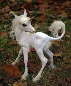 baby-unicorn.jpg